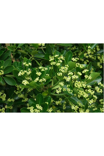 Бруслина Грін Спайр цвітіння